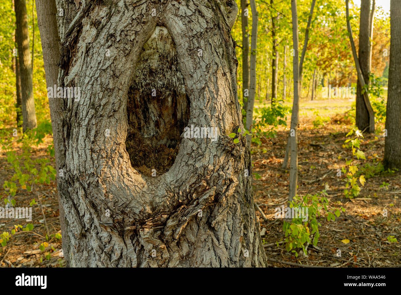 Grande nodo nel tronco di una quercia. Mattina in un soleggiato parco, foresta. Corteccia di albero. Un grande buco. Foto Stock