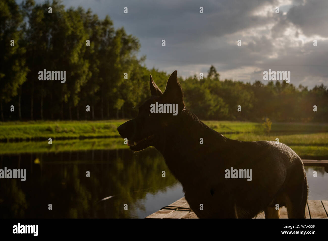 Cane a prato acqua nelle vicinanze Foto Stock