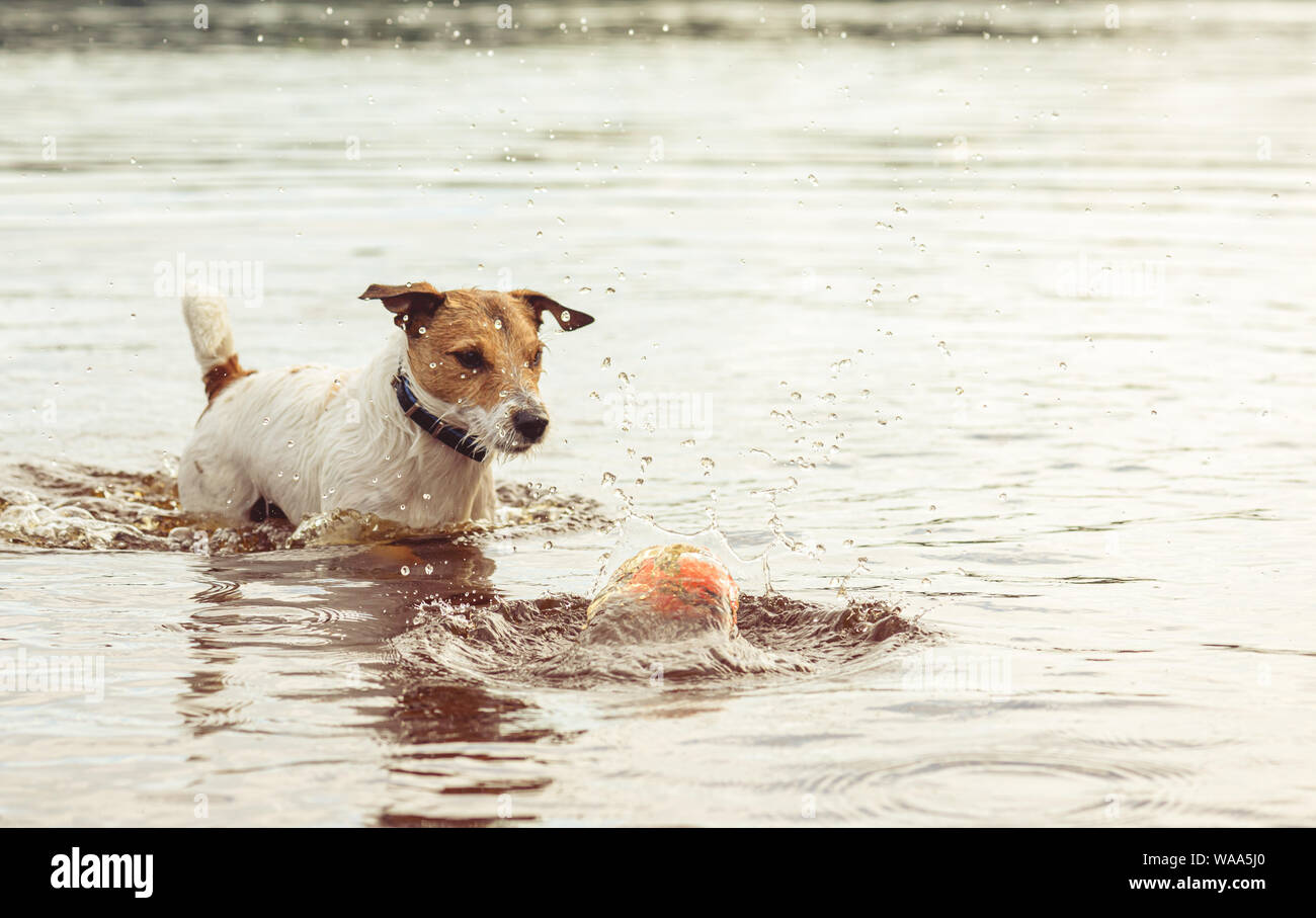 Cane con vista perplesso guardando toy sfera che cade in acqua di lago Foto Stock