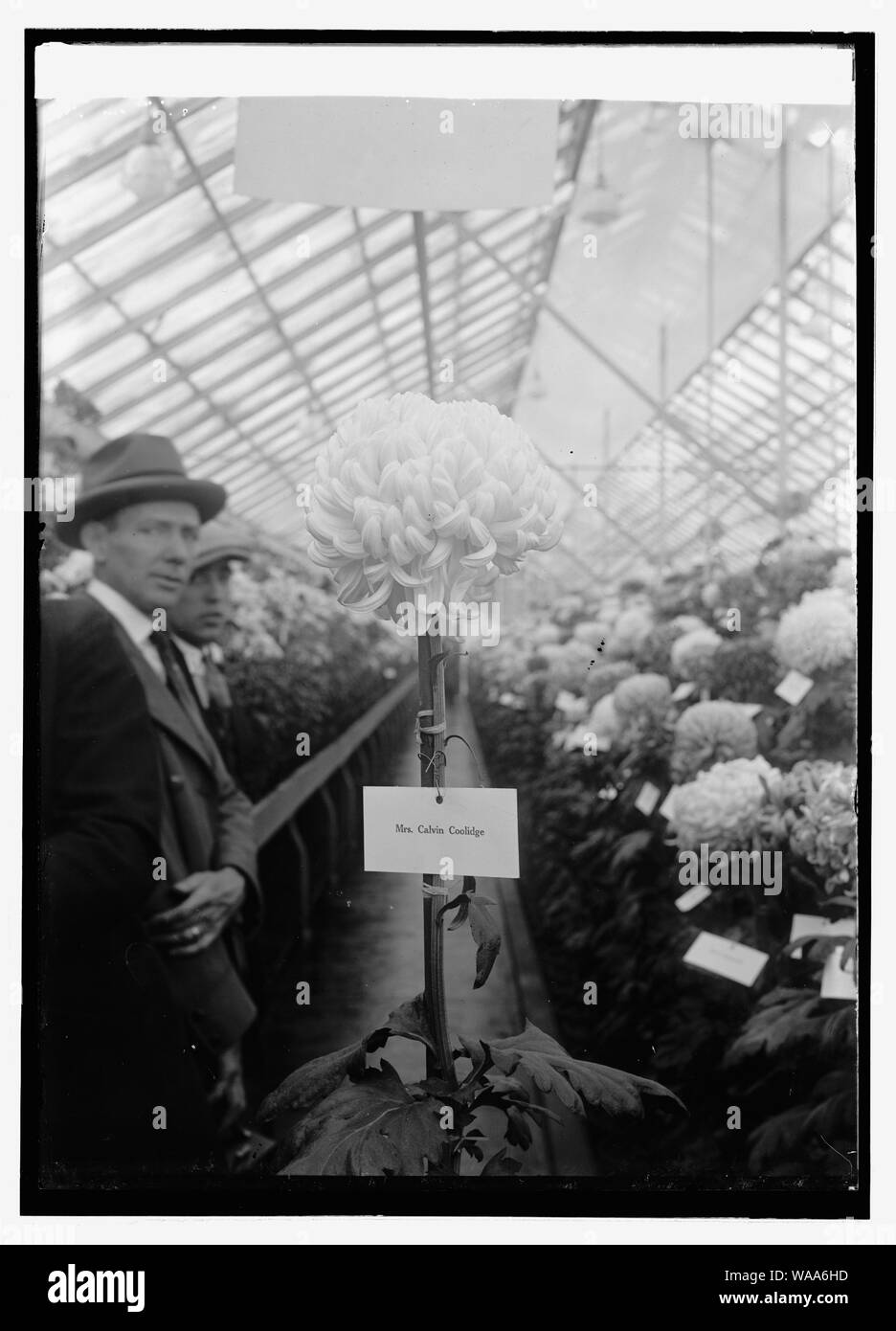 Crisantemo show, 10/30/23 Foto Stock