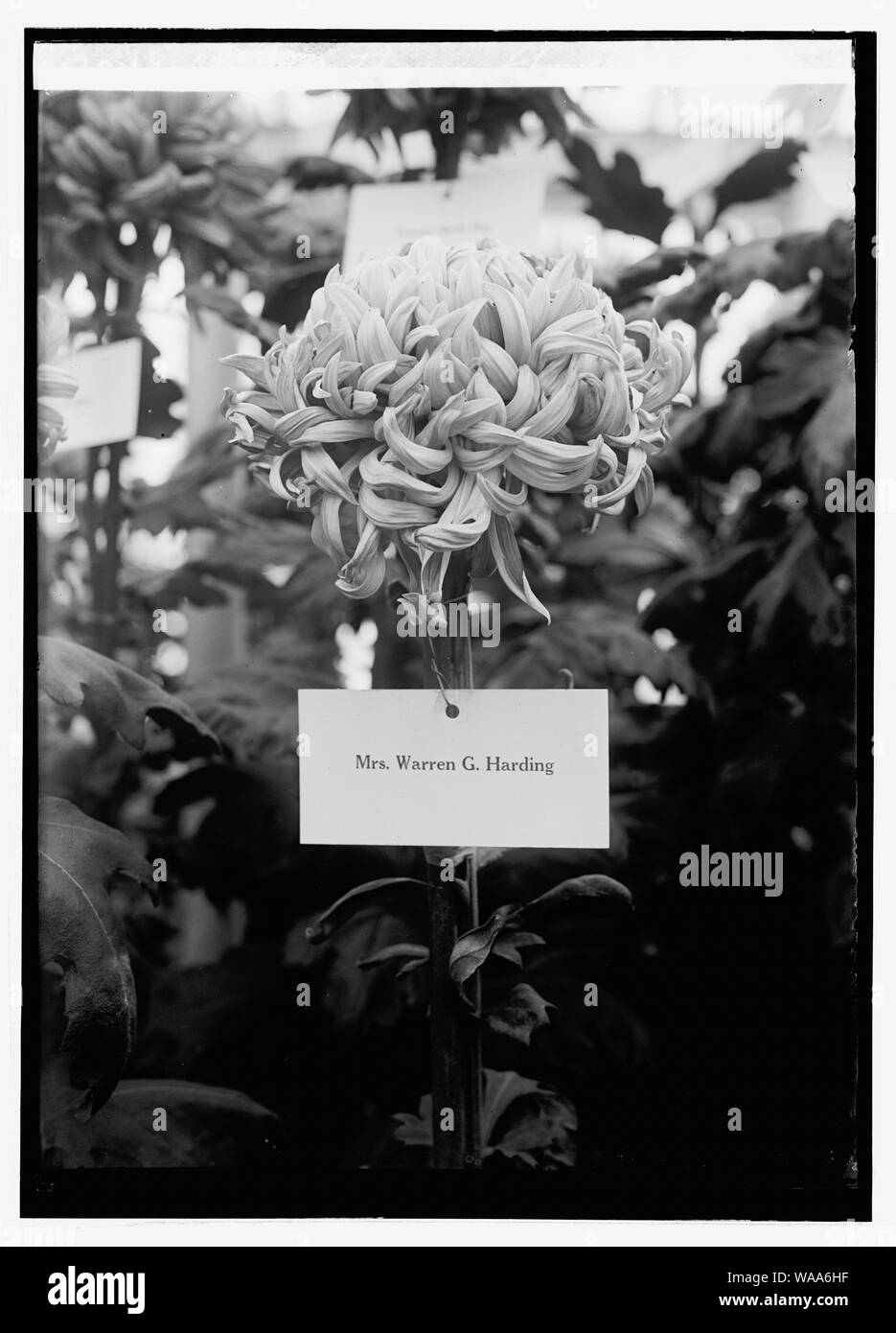 Crisantemo show, [10/30/23] Foto Stock