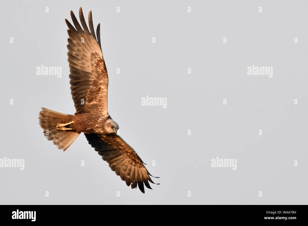 Western Marsh Harrier / Rohrweihe ( Circus aeruginosus ), femmina adulta in volo di caccia, silhouette, apertura alare, vista dal basso verso l'alto, la fauna selvatica, Europa Foto Stock