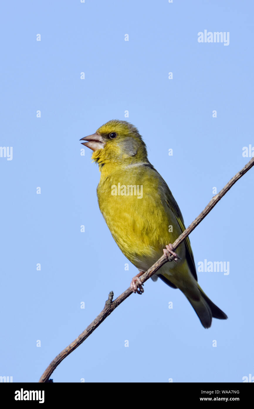 Verdone europeo / Grünfink ( Carduelis chloris ), uccello maschio in abito di allevamento, arroccato sulla cima di una boccola, cantando, cielo blu, la fauna selvatica, l'Europa. Foto Stock
