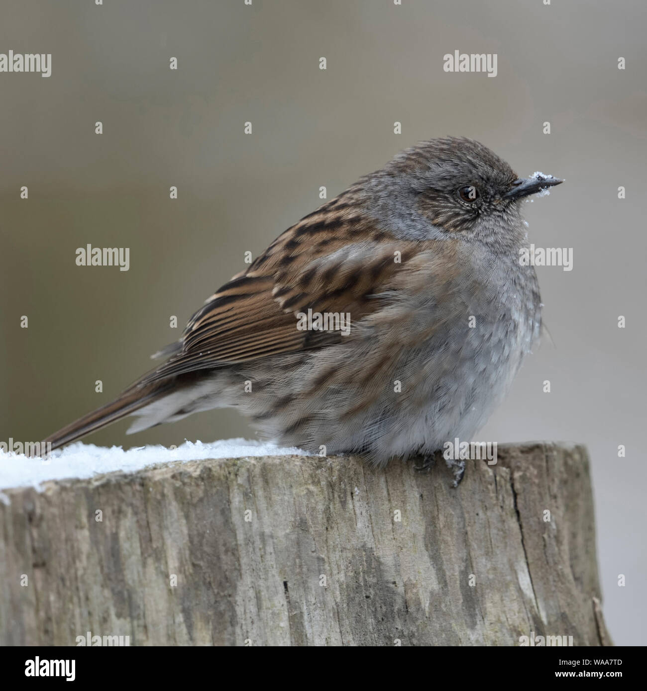 Dunnock ( Prunella modularis ) , adulti in inverno, arruffare fino le piume, appoggiato sulla parte superiore di una staccionata in legno post, fauna selvatica, l'Europa. Foto Stock