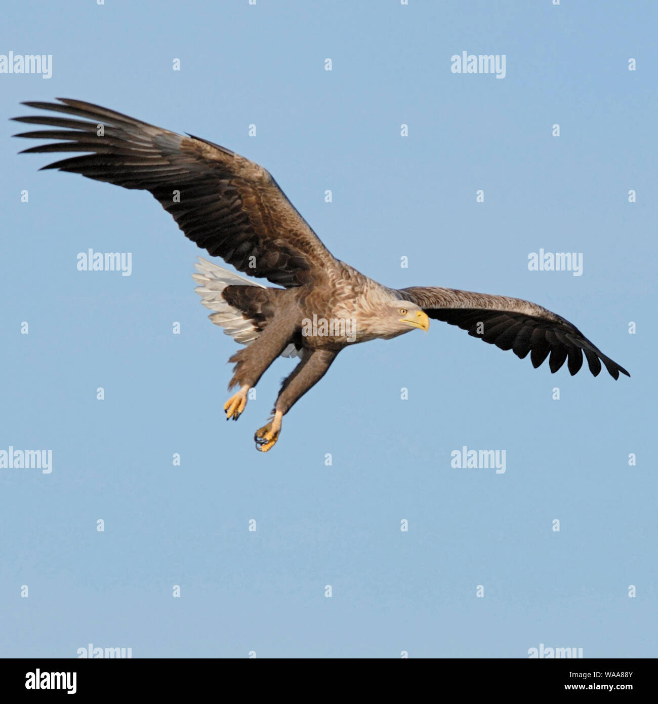 White Tailed Eagle / Sea Eagle / Seeadler ( Haliaeetus albicilla ) in volo contro il cielo blu, caccia, appena prima della cattura della preda, fauna selvatica, l'Europa. Foto Stock