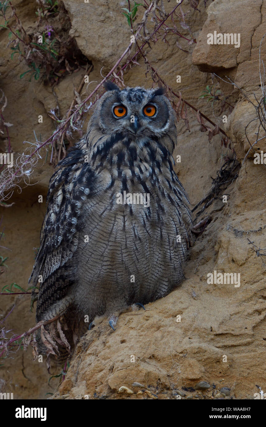 Gufo reale / Europaeischer Uhu ( Bubo bubo ), giovani bird, seduta in pendenza di una buca di sabbia, guardando direttamente, habitat tipico, la fauna selvatica, UE Foto Stock