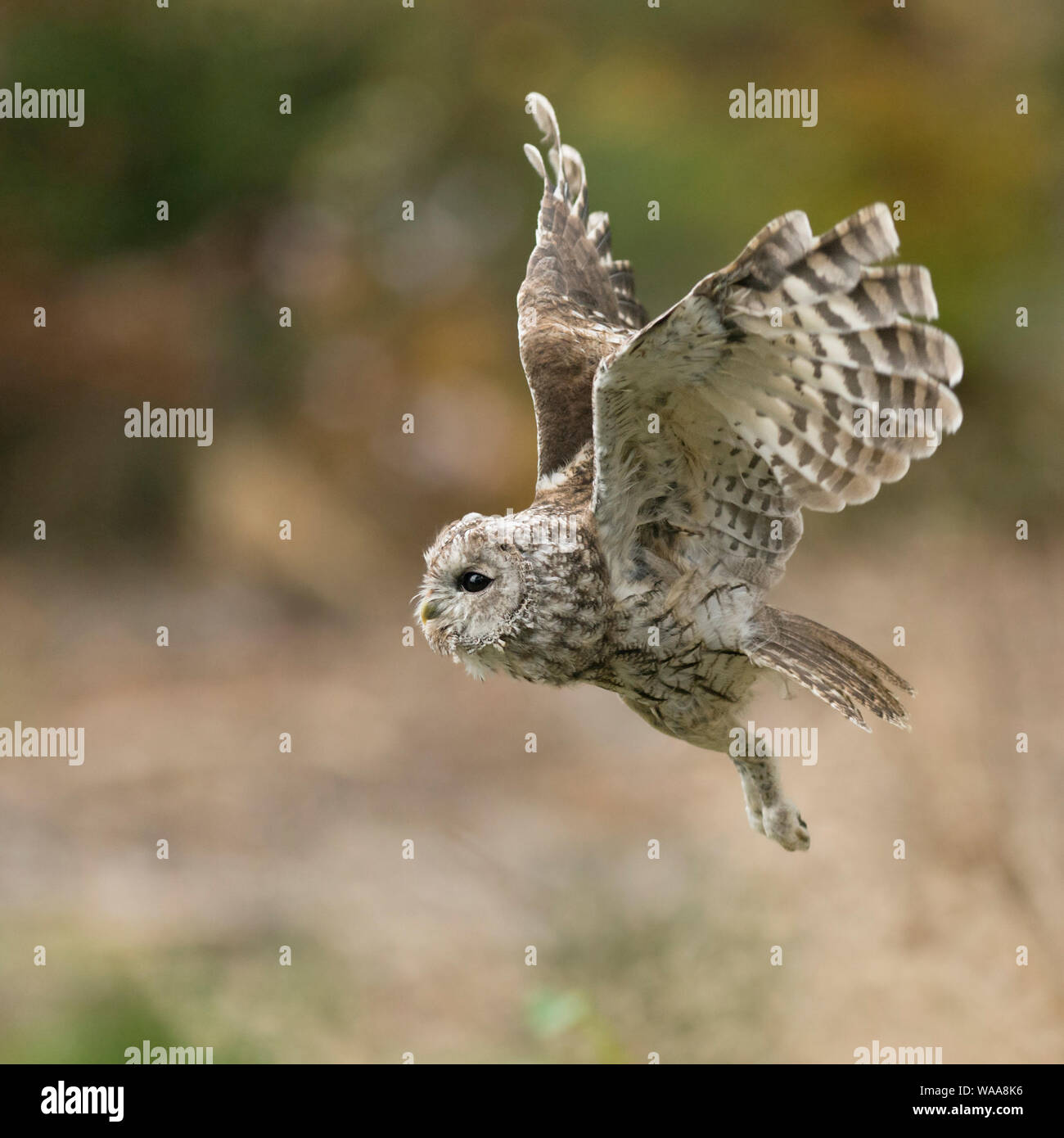 Allocco / Waldkauz ( Strix aluco ) in volo silenzioso, volare, caccia, vista laterale, l'autunno, l'Europa. Foto Stock