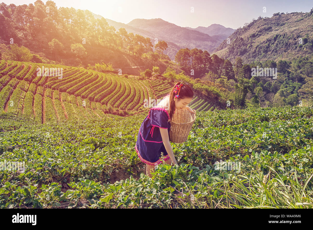 Tribale giovani donne asiatiche dalla Thailandia raccolta di foglie di tè con faccia sorridente sul campo Tea Plantation in mattina a doi ang khang parco nazionale , CH Foto Stock