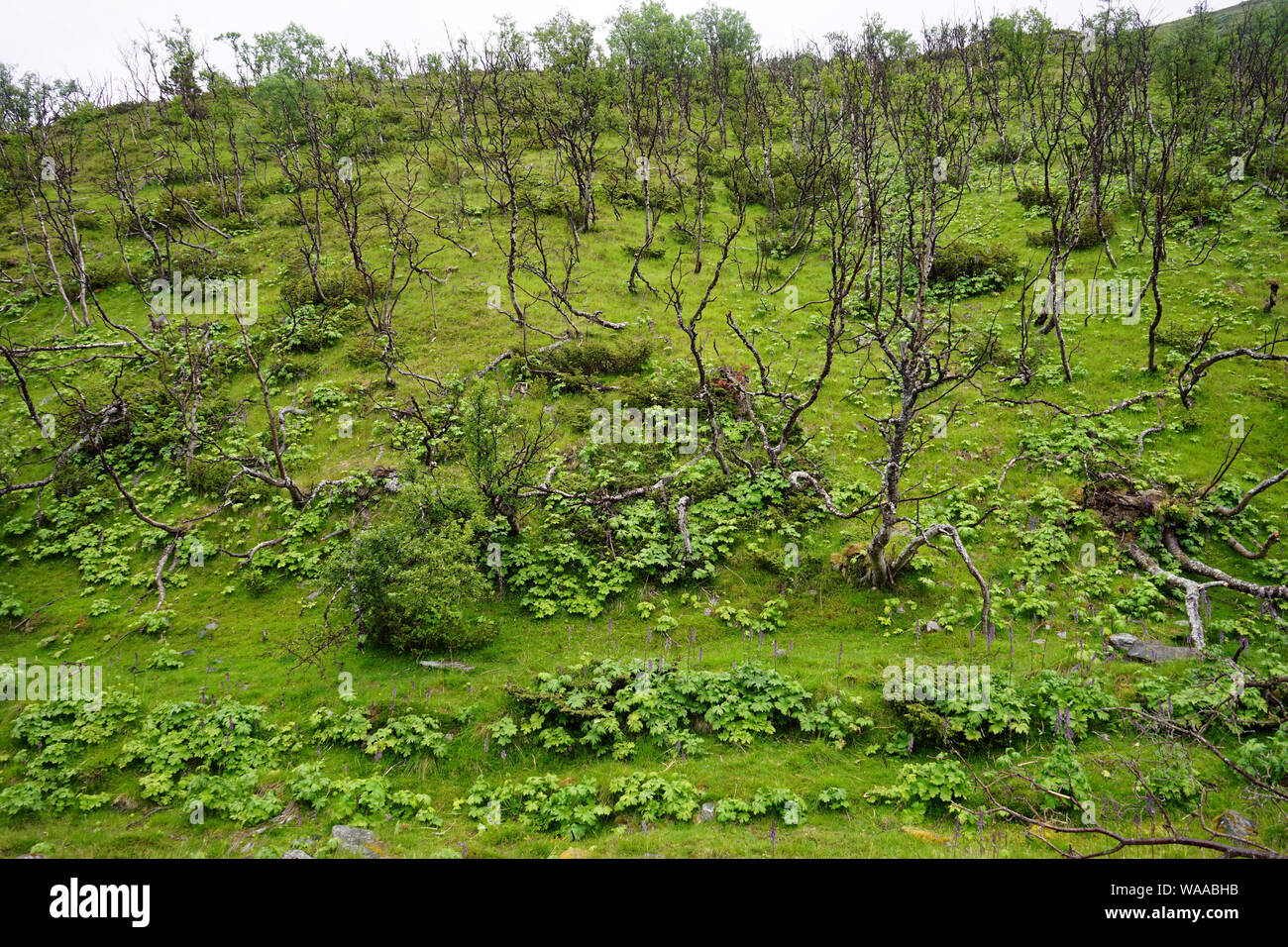 Alberi sul pendio di una collina in Norvegia Foto Stock