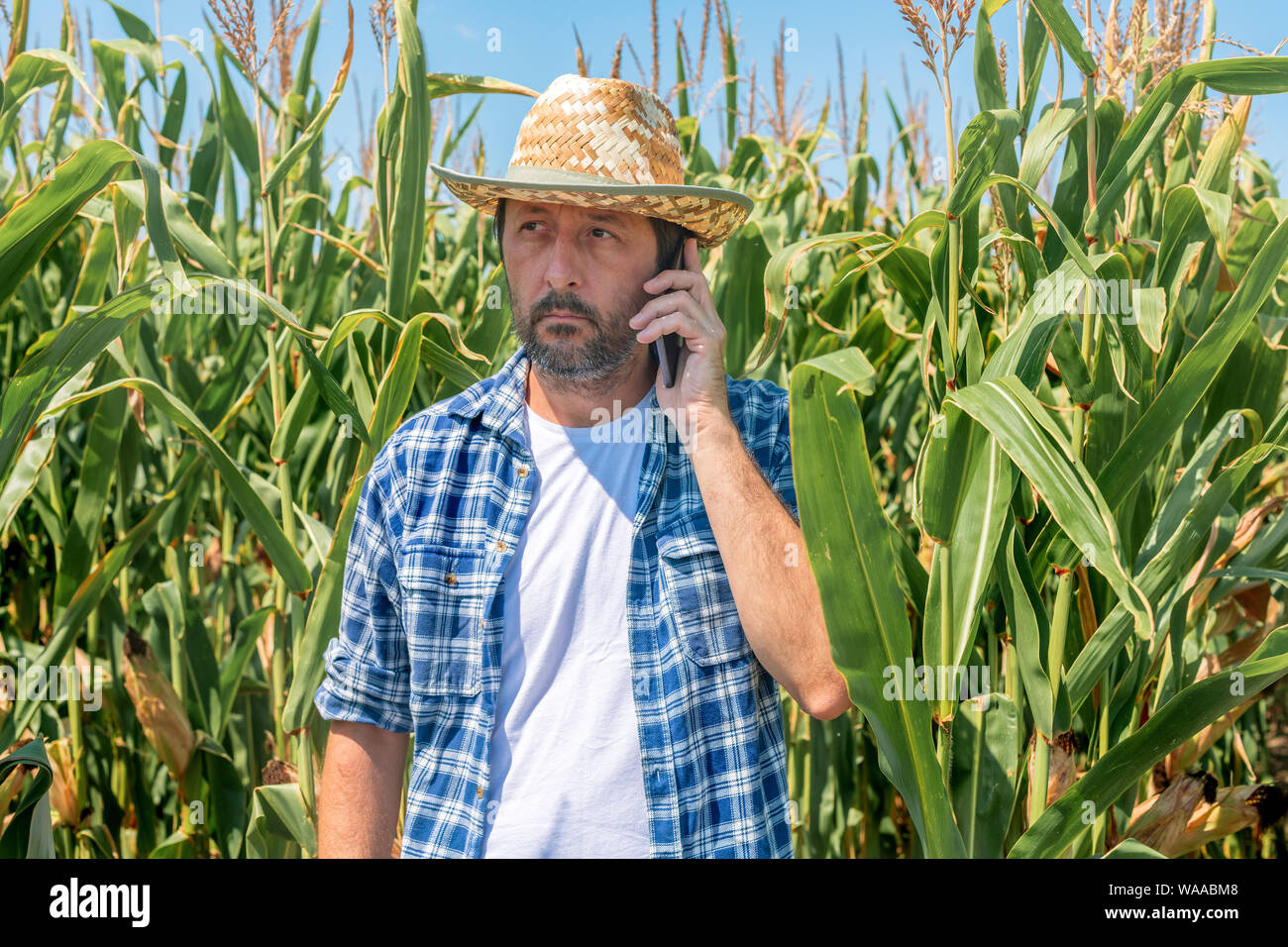 Agricoltore parlando al telefono cellulare in mais campo di mais, utilizzando la moderna tecnologia di comunicazione in attività agricola Foto Stock