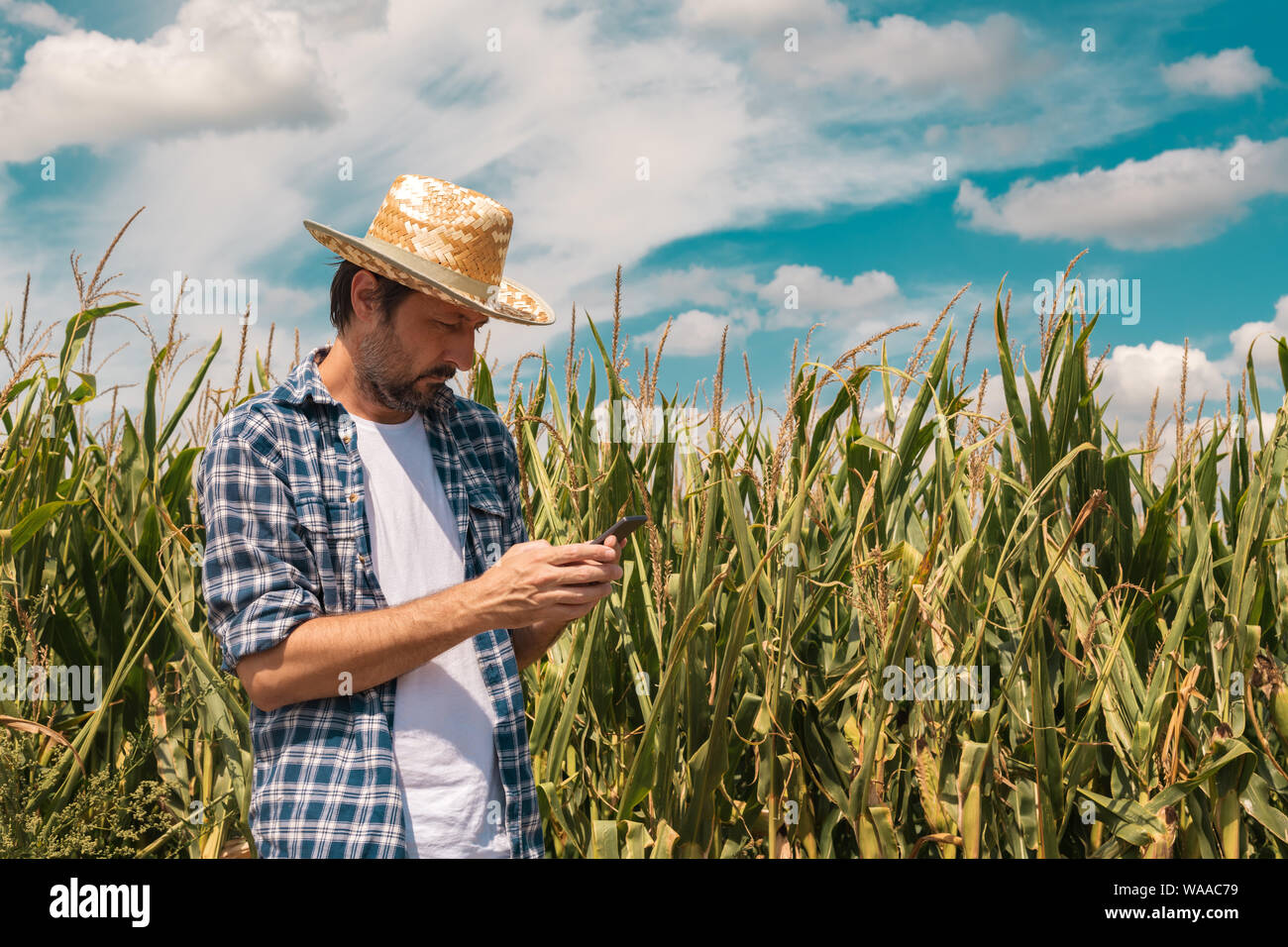 Agronomo la digitazione di un messaggio di testo sullo smartphone nel campo di mais sulle soleggiate giornate estive, utilizzando le moderne tecnologie per la comunicazione in agricoltura Foto Stock