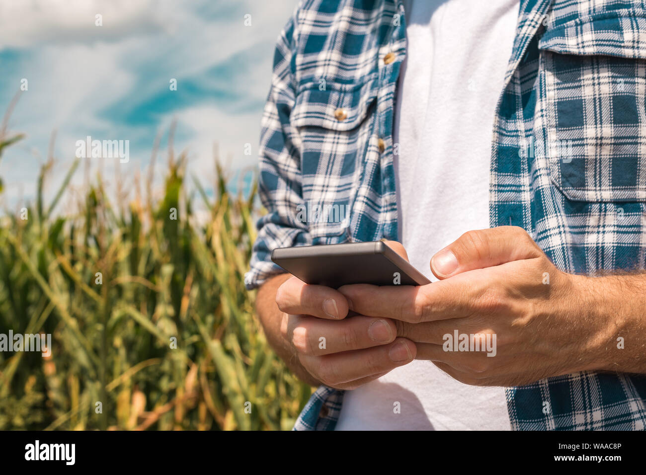 Agronomo la digitazione di un messaggio di testo sullo smartphone nel campo di mais sulle soleggiate giornate estive, utilizzando le moderne tecnologie per la comunicazione in agricoltura, c Foto Stock