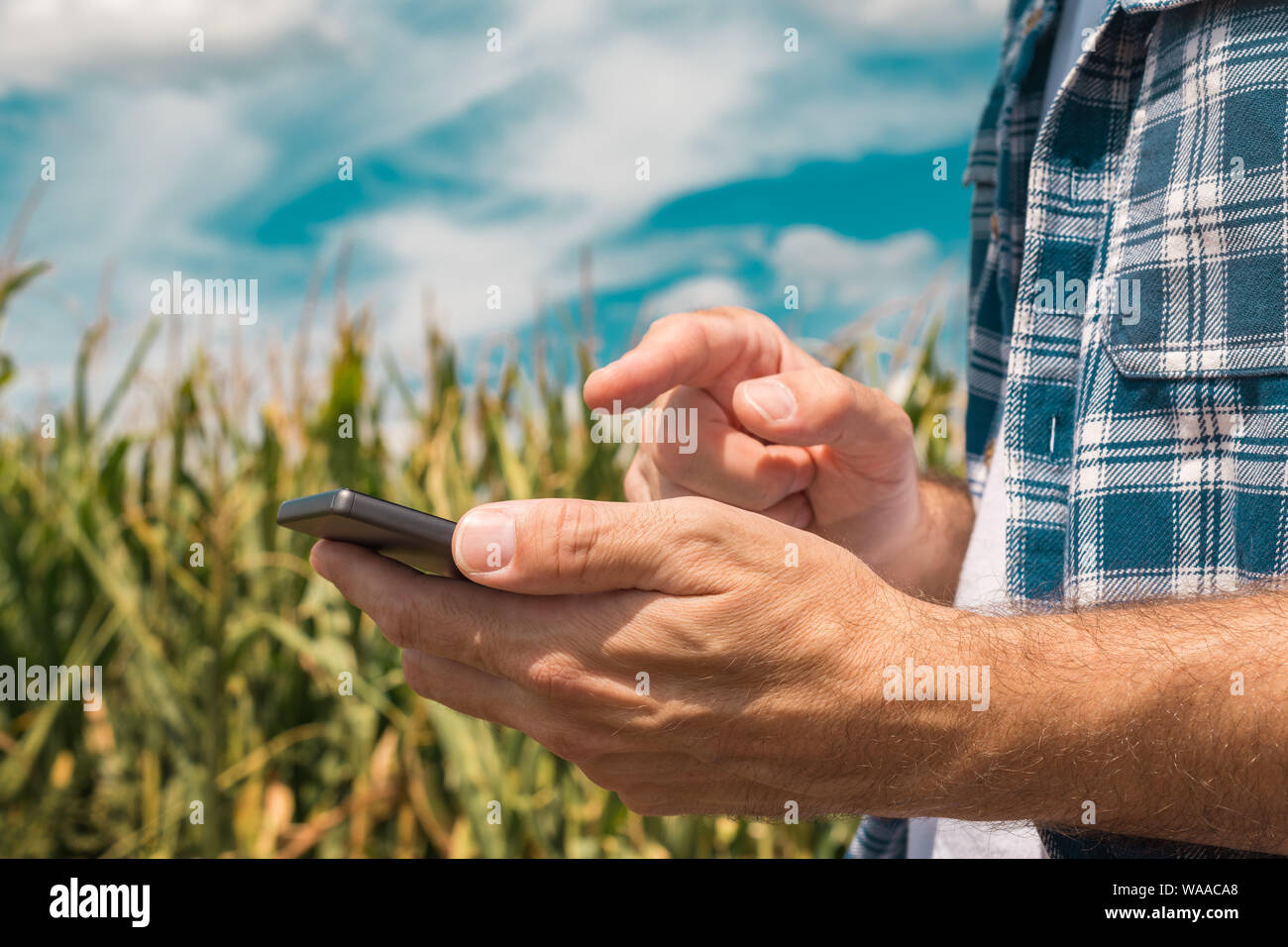 Agronomo la digitazione di un messaggio di testo sullo smartphone nel campo di mais sulle soleggiate giornate estive, utilizzando le moderne tecnologie per la comunicazione in agricoltura, c Foto Stock