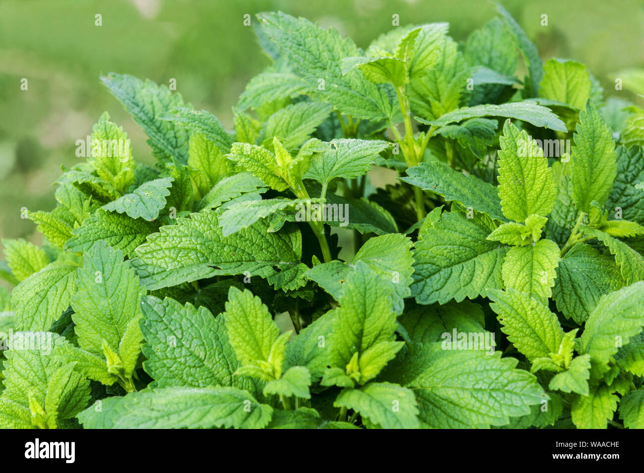 Erbe aromatiche da giardino, balsamo al limone, Melissa officinalis, foglie nuove fresche nelle erbe da letto Foto Stock