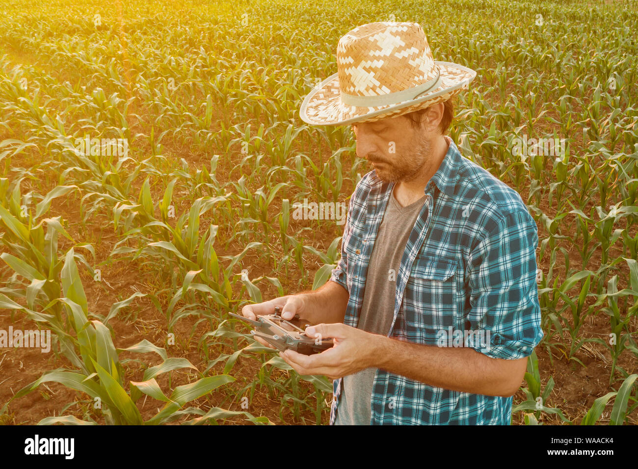 Farmer flying drone coltivati nel campo di sorgo guardando sopra le colture nella sua maglietta sudate Foto Stock