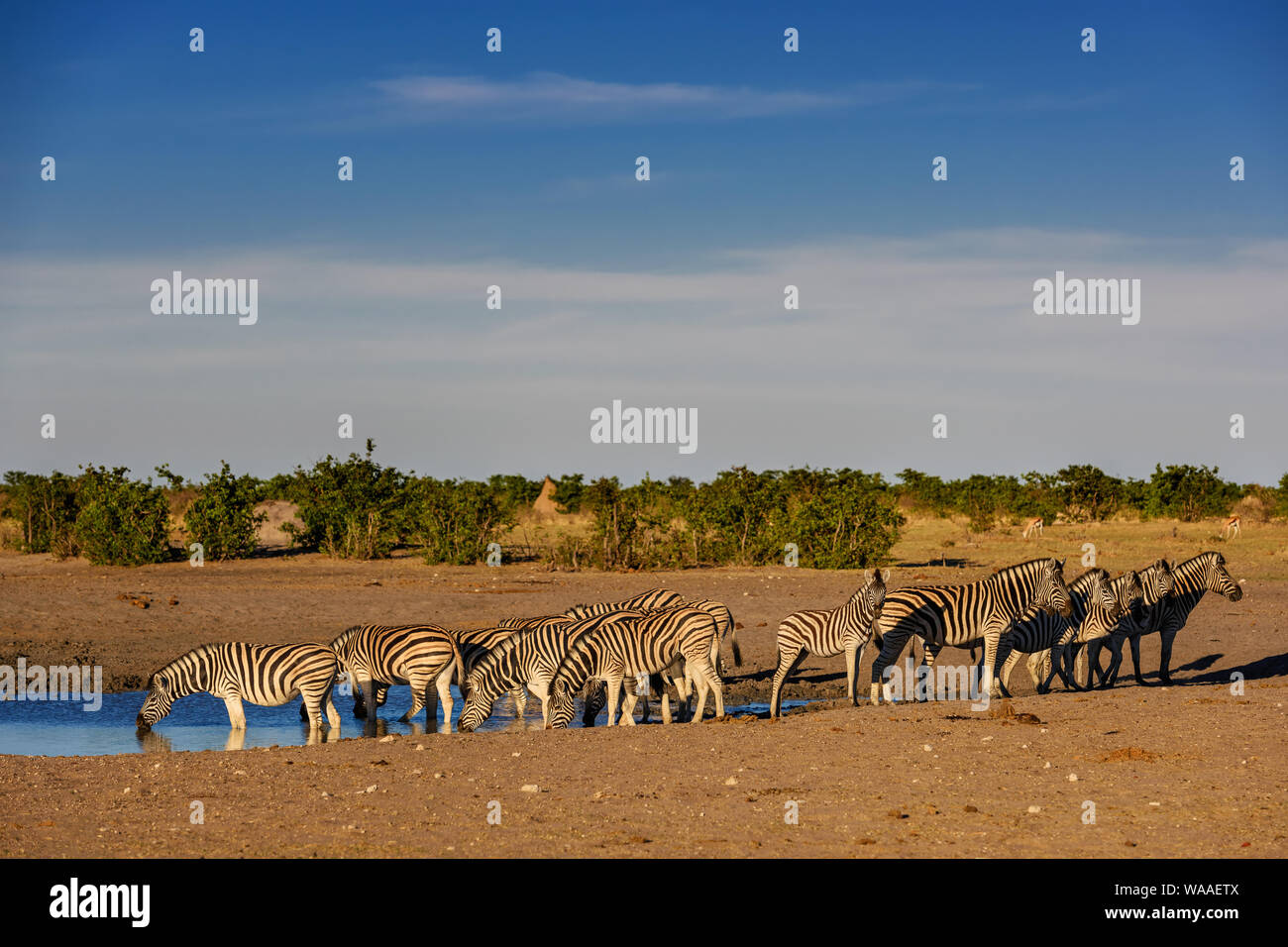 Le pianure Zebra - Equus quagga; grande cavallo popolare come animale da savane africane; Parco Nazionale Etosha; Namibia Foto Stock