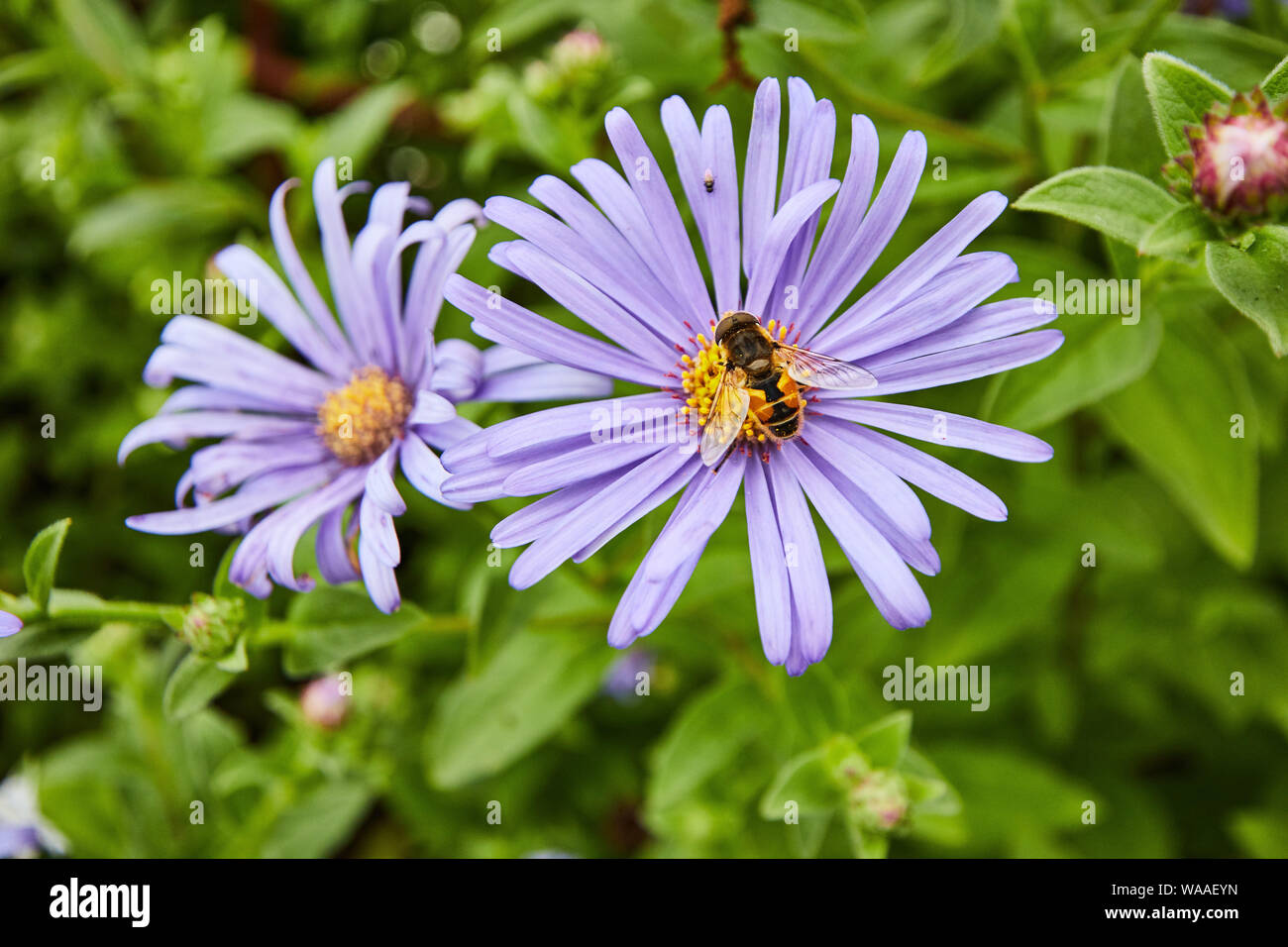 Un vivace giallo e nero testa morta Hoverfly (Myathropa florea) alimentazione su una bella africana fiore a margherita. Foto Stock