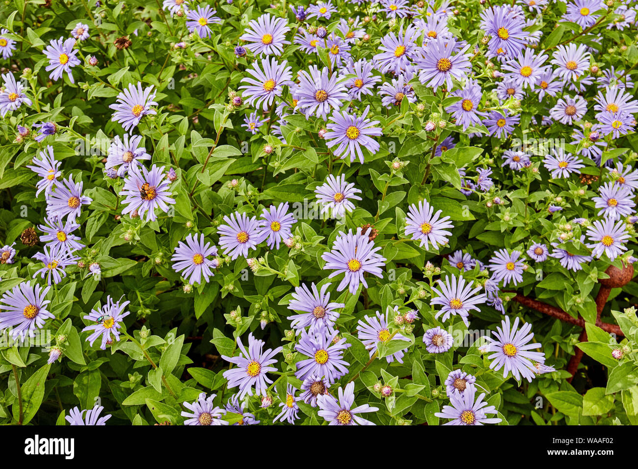 Bello, vivace, Osteospermum rosa (African Daisy) fiori su un luminoso giorno d'estate. Foto Stock