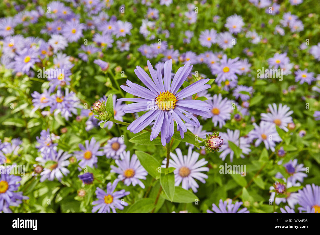 Bello, vivace, Osteospermum rosa (African Daisy) fiori su un luminoso giorno d'estate. Foto Stock