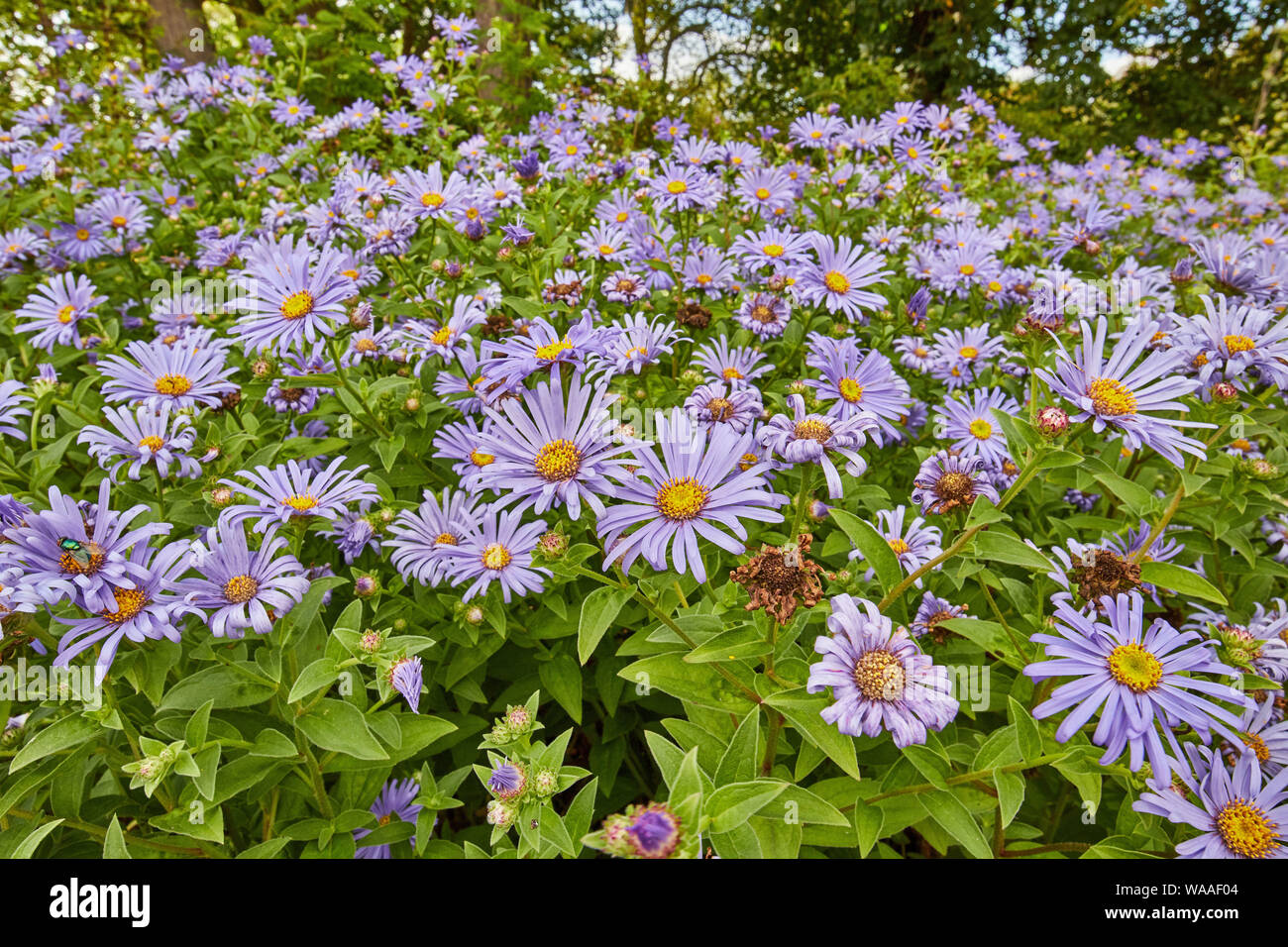 Bello, vivace, Osteospermum rosa (African Daisy) fiori su un luminoso giorno d'estate. Foto Stock
