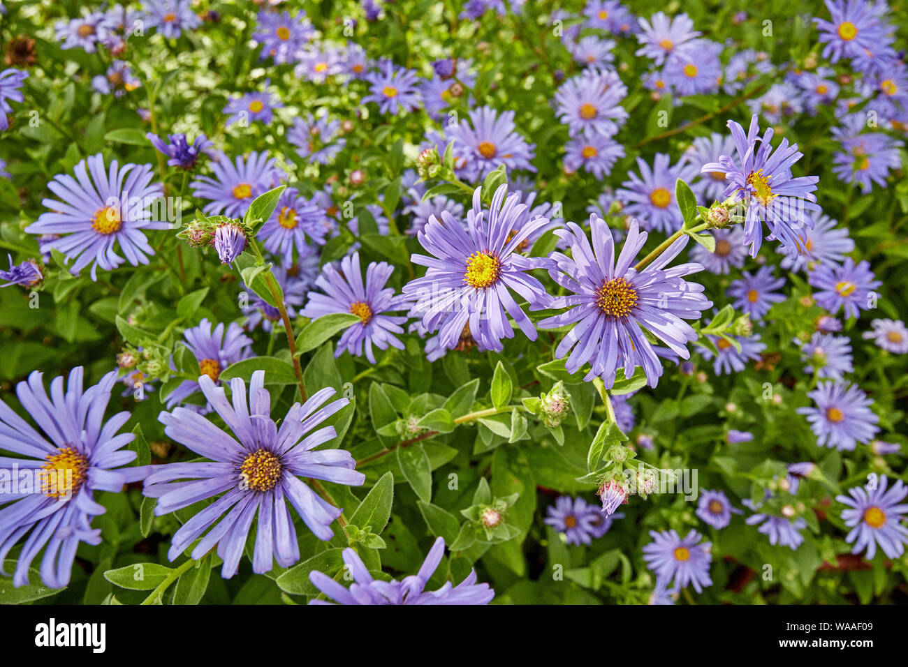 Bello, vivace, Osteospermum rosa (African Daisy) fiori su un luminoso giorno d'estate. Foto Stock