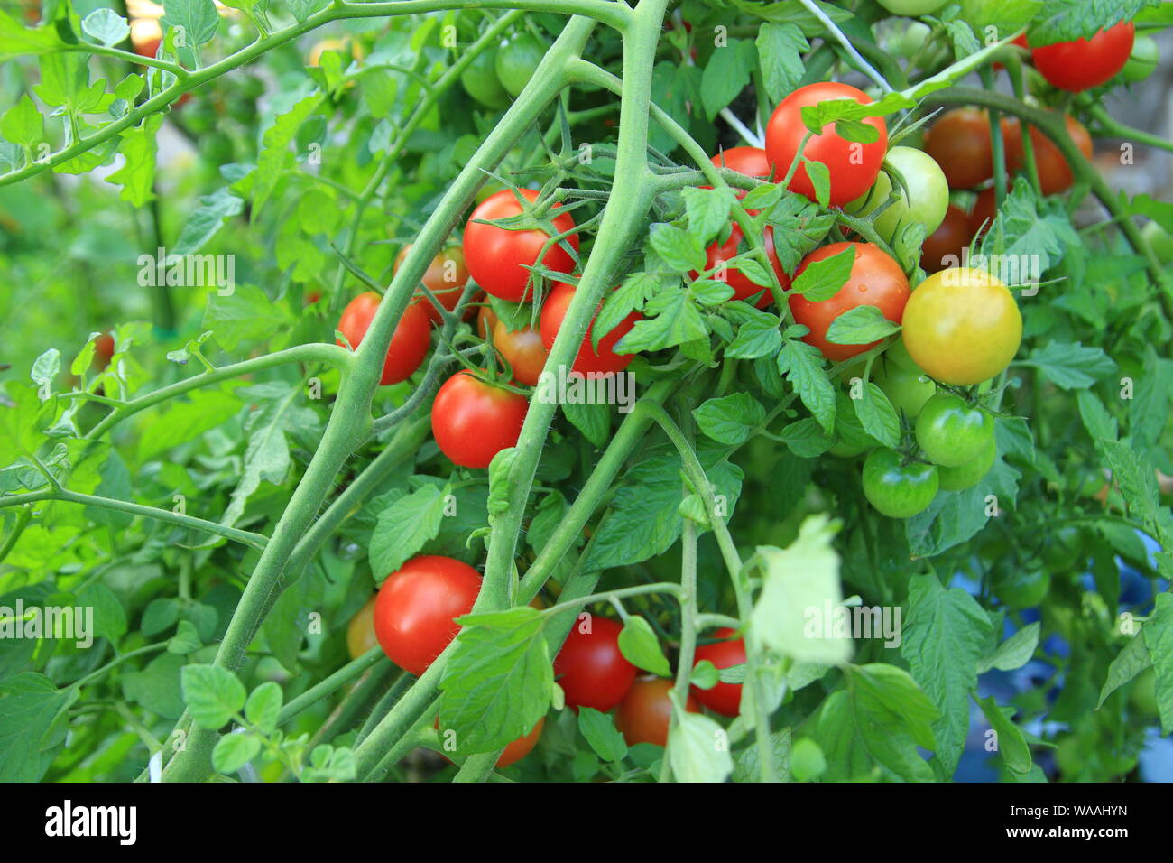 Ripe organic pomodori ciliegia in giardino Foto Stock