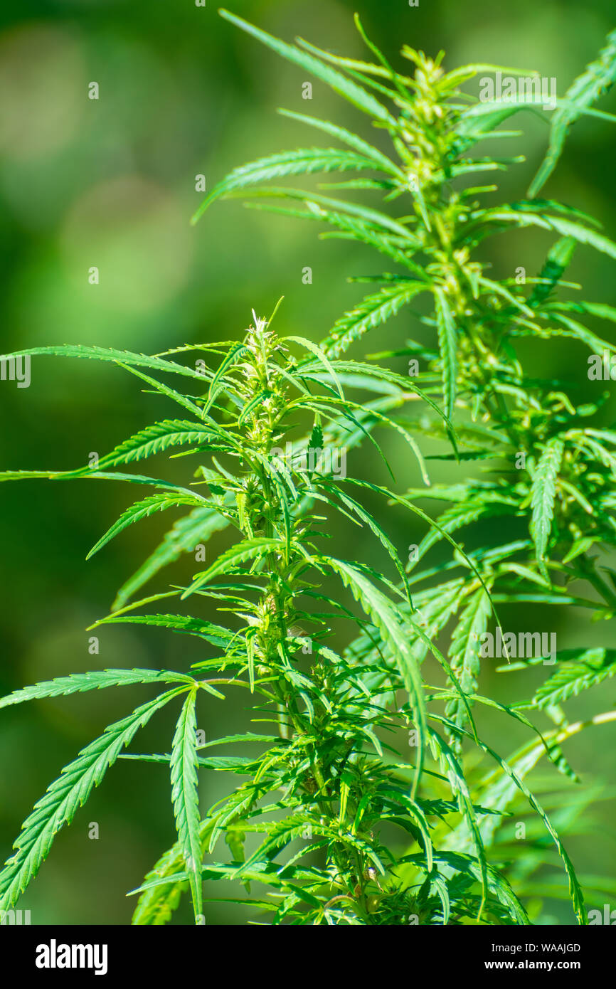 Fresco verde marihuana germoglio, foglie di cannabis terapeutica Foto Stock Fresco verde marihuana germoglio, foglie di cannabis terapeutica Foto Stock