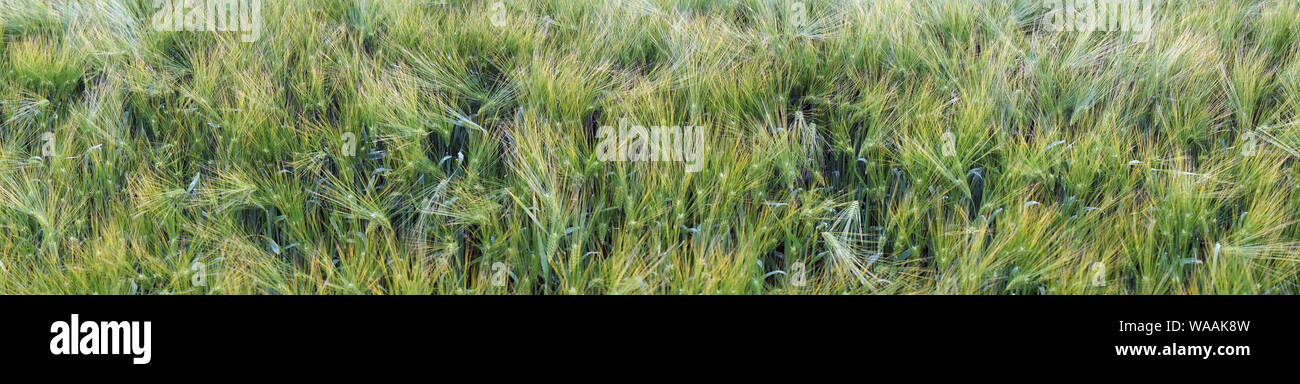 Panorama del campo di grano Foto Stock