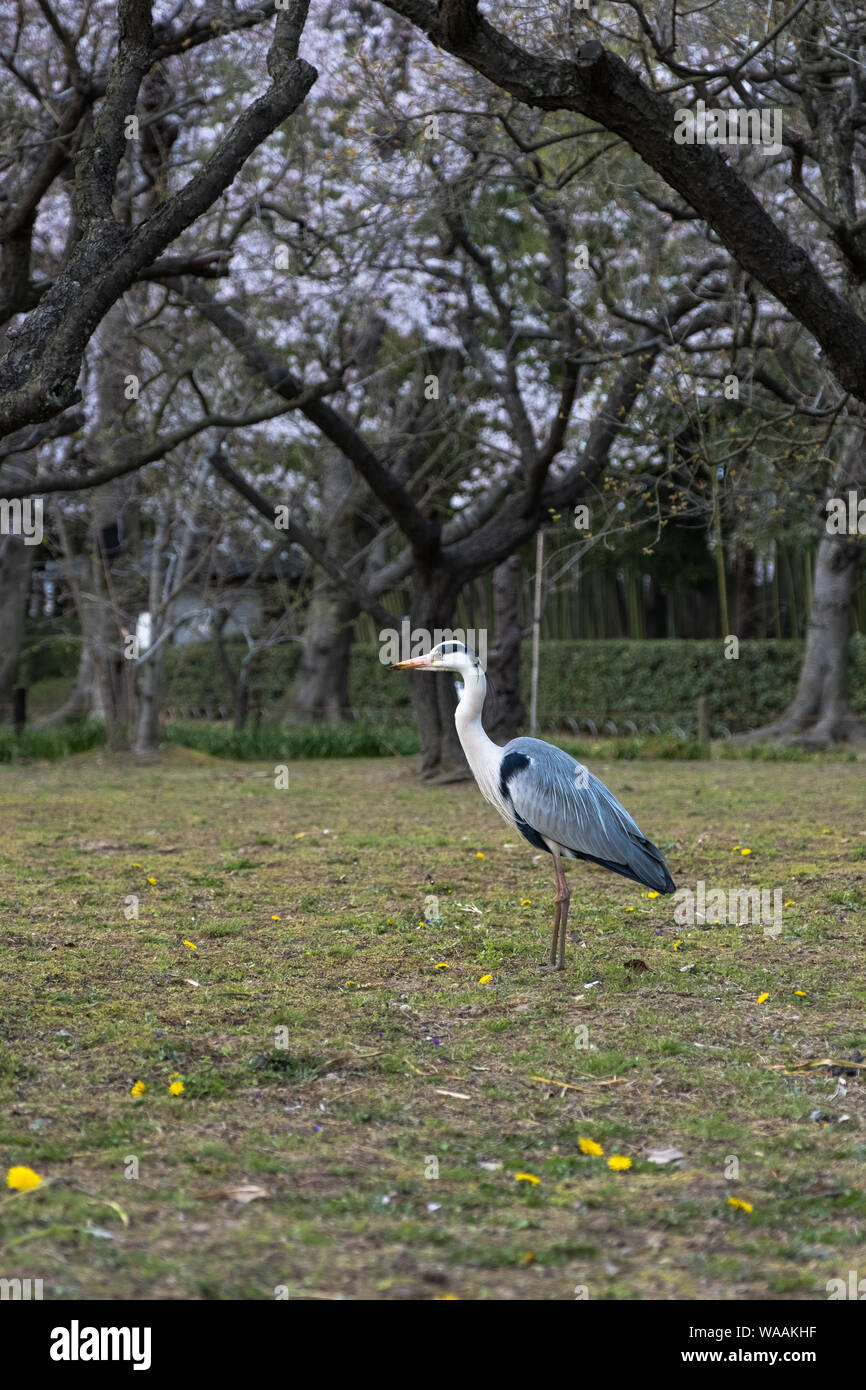 Un airone grigio con fiori di ciliegio sullo sfondo al Giardino Korakuen a Okayama, Giappone Foto Stock