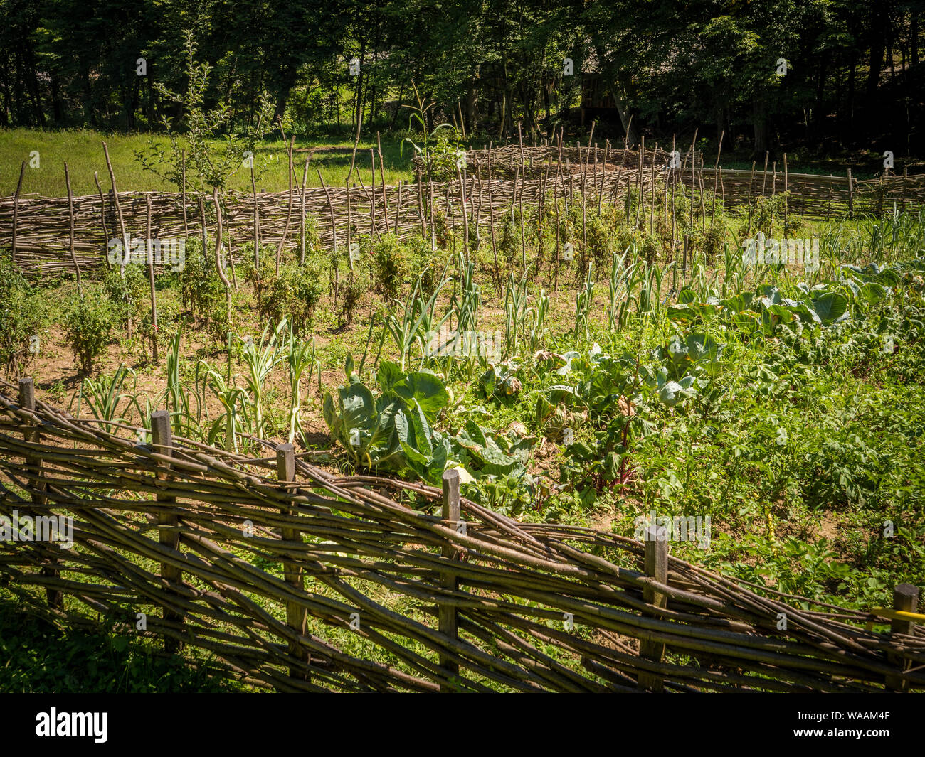Ortaggi giardino sul lato del paese Foto Stock