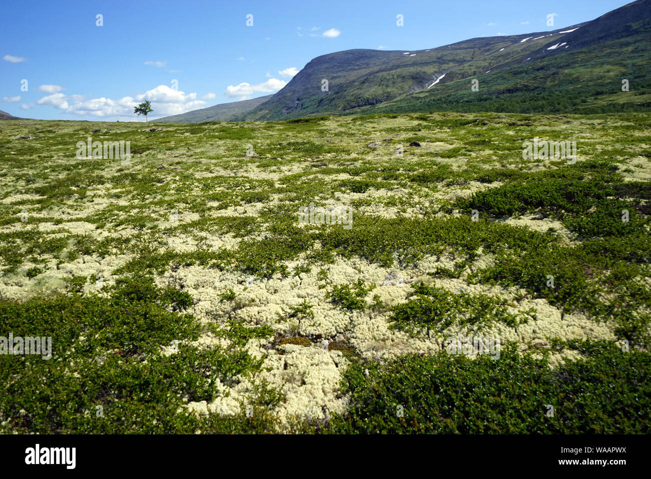 Moss in Dovre nastional park in Norvegia Foto Stock