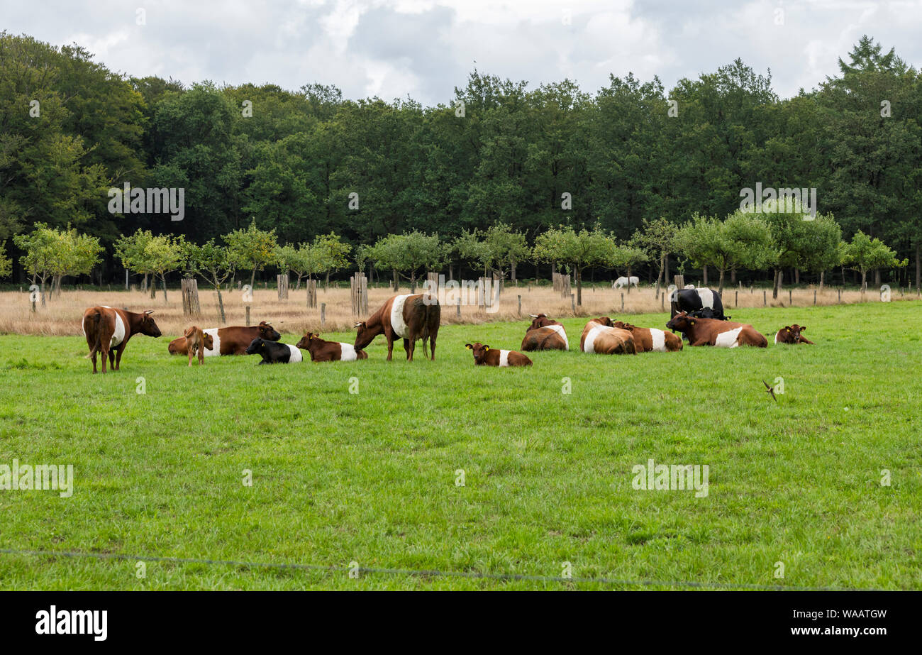 Cascina è chiamato dopo il tradizionale bestiame olandese de Lakenvelder, significando l'olandese Belted. Un olandese Belted non hanno macchie colorate e non è né monocromatica come altre razze di bovini Foto Stock