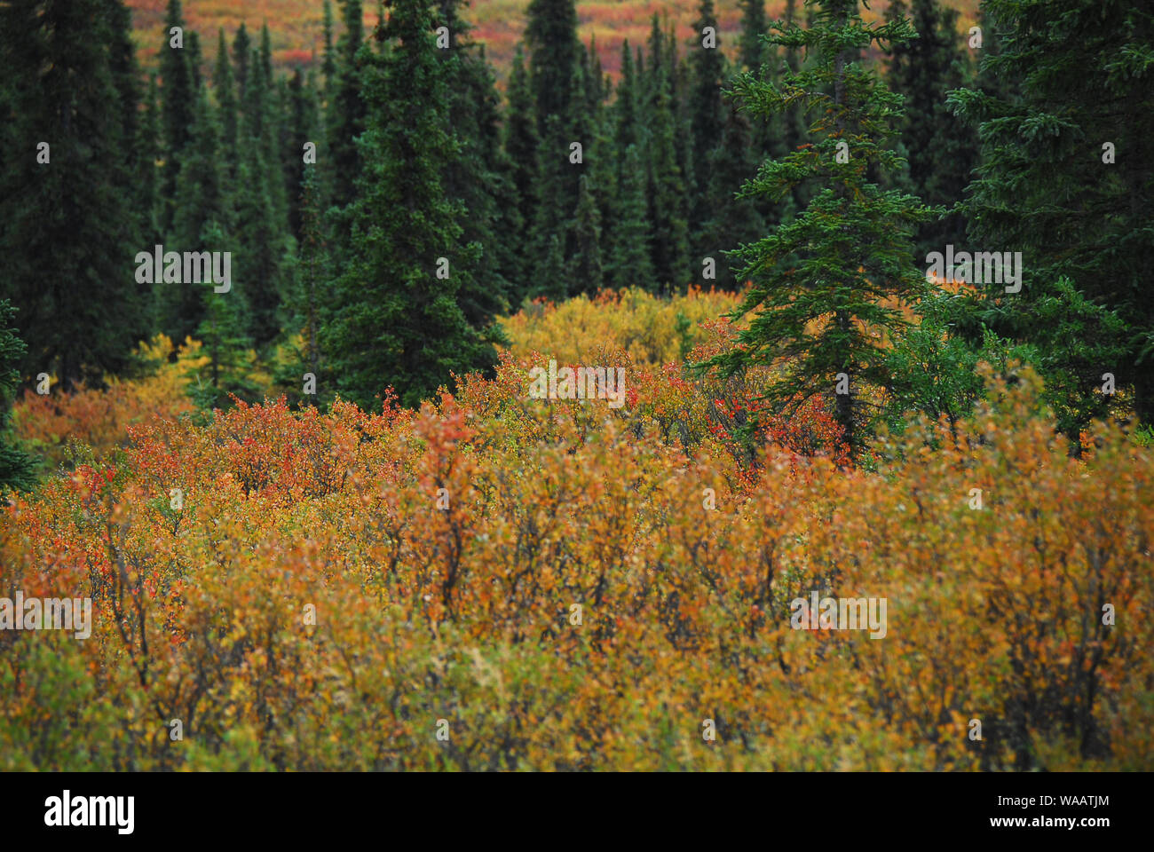 Splendida vista della bellissima i colori contrastanti e le forme della natura sulla penisola di Kenai dell Alaska, Stati Uniti d'America. Foto Stock