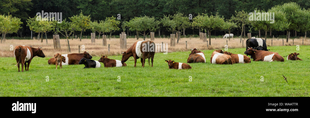 Cascina è chiamato dopo il tradizionale bestiame olandese de Lakenvelder, significando l'olandese Belted. Un olandese Belted non hanno macchie colorate e non è né monocromatica come altre razze di bovini Foto Stock