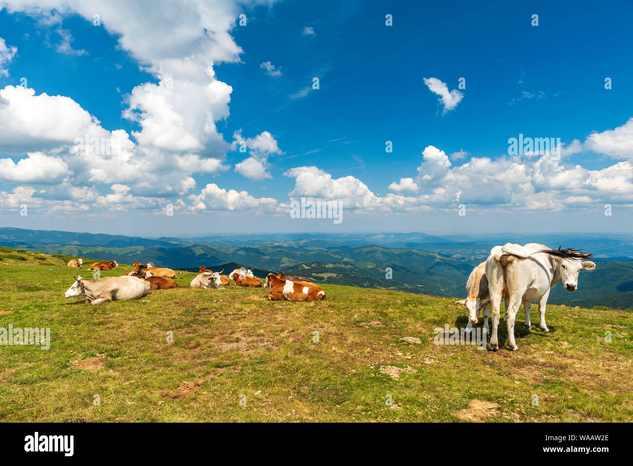 Liberi e felici le mucche sono in appoggio e giacenti su di un verde alpeggio nella soleggiata giornata estiva. Foto Stock