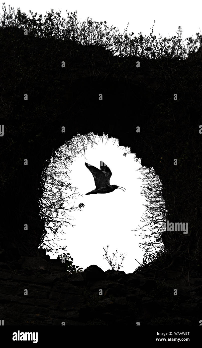 Sorprendente composito di due immagini. Immagine che mostra come silhouette di curlew battenti in tutta coperta di vegetazione finestra della rovina. Foto Stock