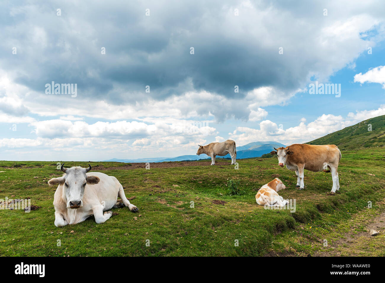Liberi e felici le mucche sono in appoggio e giacenti su di un verde alpeggio nella soleggiata giornata estiva. Foto Stock