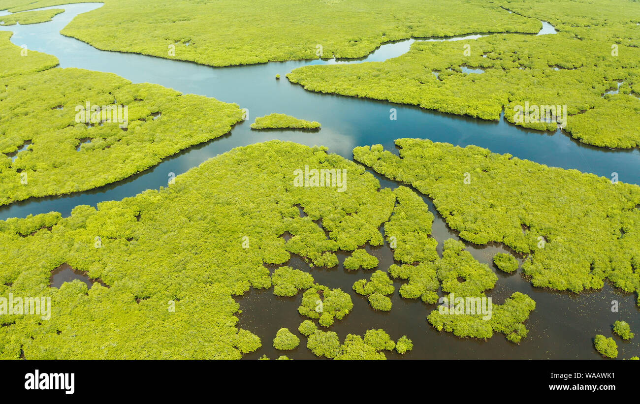 Mangrove Foreste verdi con i fiumi e i canali su un isola tropicale, antenna fuco. Paesaggio di mangrovie. Foto Stock