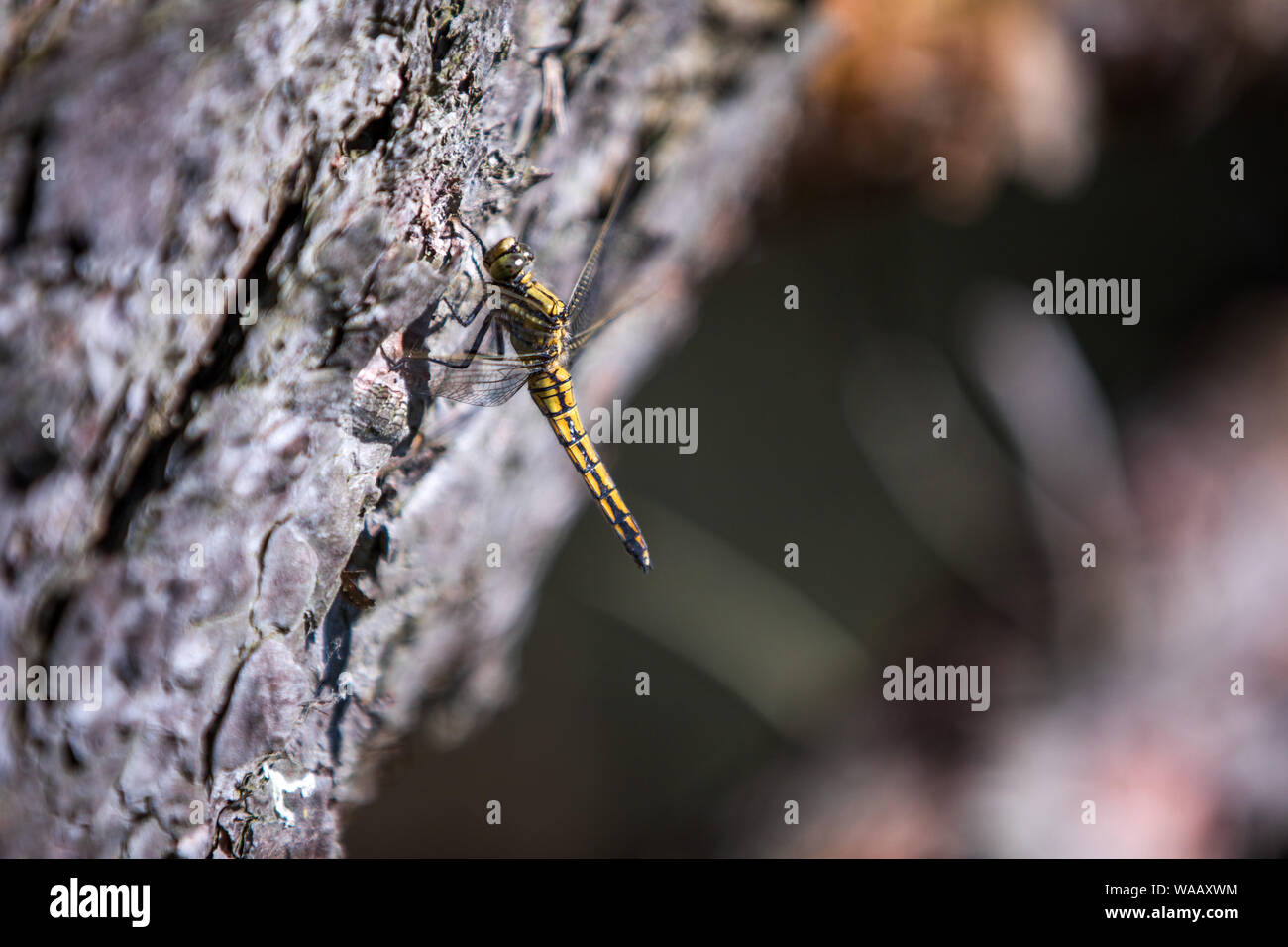 Boek, Germania. 25 Maggio, 2019. Una libellula siede sulla corteccia di un albero in una foresta di Müritz National Park. Fondata nel 1990, la Müritz National Park è situato nel sud del meclemburgopomerania occidentale ed è il più grande terrestre parco nazionale in Germania. La 322 chilometro quadrato del parco nazionale è coperto dal 72 per cento delle foreste e del 13 per cento laghi. Credito: Jens Büttner/dpa-Zentralbild/ZB/dpa/Alamy Live News Foto Stock