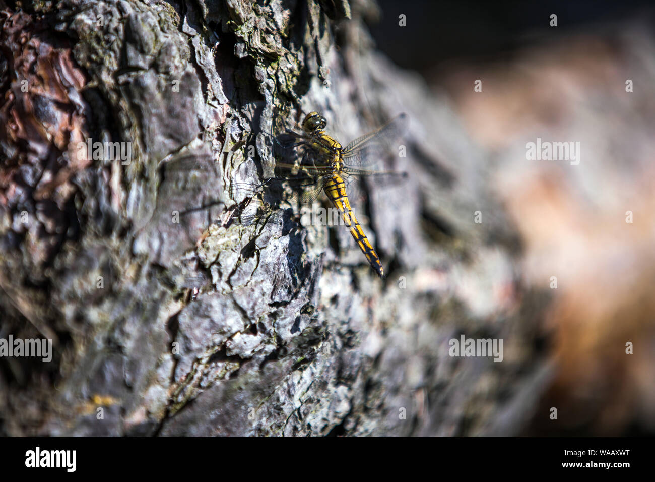 Boek, Germania. 25 Maggio, 2019. Una libellula siede sulla corteccia di un albero in una foresta di Müritz National Park. Fondata nel 1990, la Müritz National Park è situato nel sud del meclemburgopomerania occidentale ed è il più grande terrestre parco nazionale in Germania. La 322 chilometro quadrato del parco nazionale è coperto dal 72 per cento delle foreste e del 13 per cento laghi. Credito: Jens Büttner/dpa-Zentralbild/ZB/dpa/Alamy Live News Foto Stock