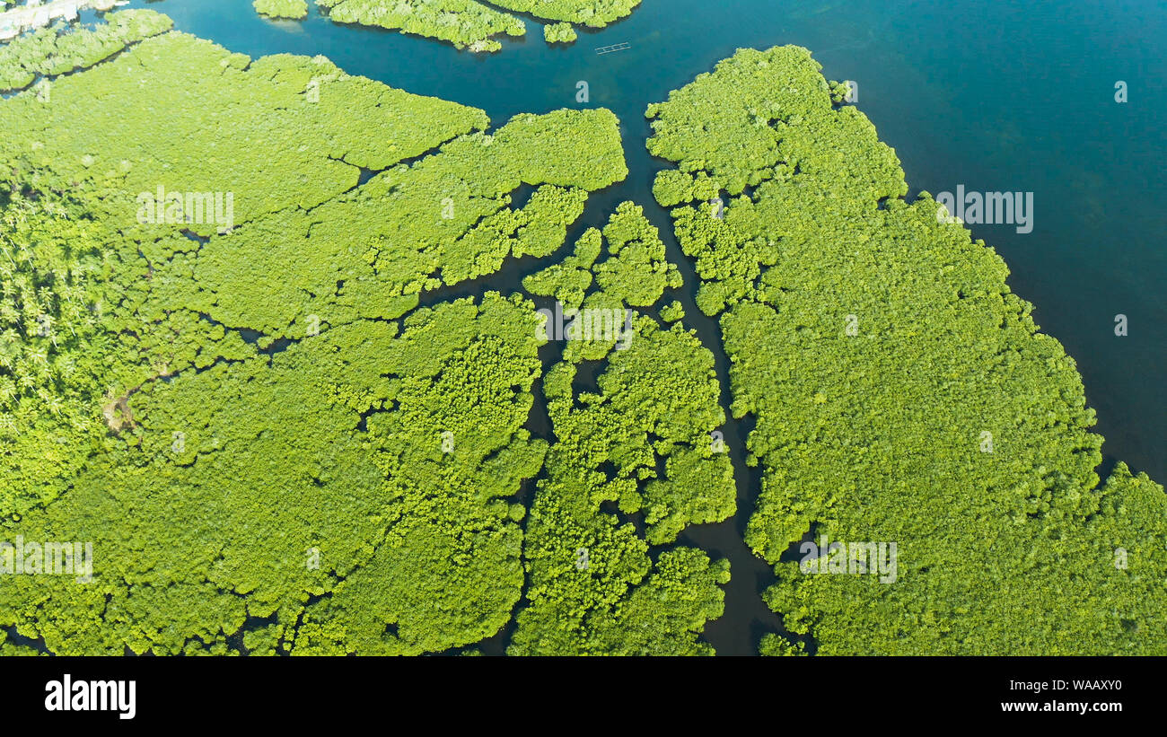 Mangrove Foreste verdi con i fiumi e i canali su un isola tropicale, antenna fuco. Paesaggio di mangrovie. Foto Stock