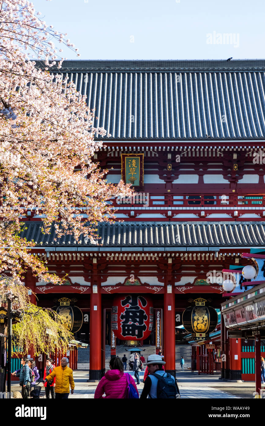 Giappone, Honshu, Tokyo, Asakusa, il Tempio di Sensoji e fiore di ciliegio, 30075300 Foto Stock