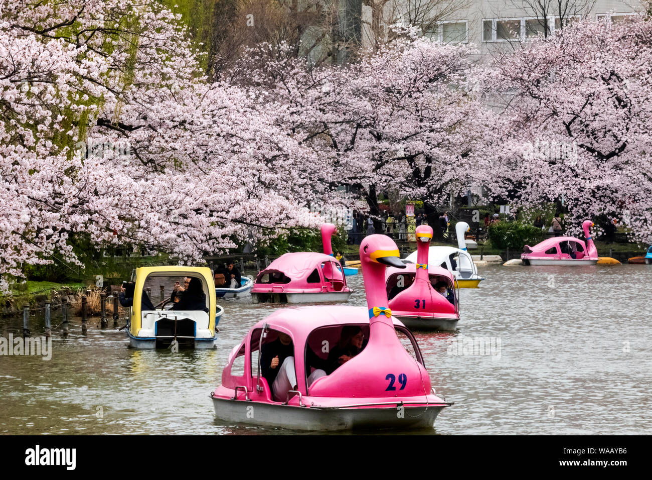 Giappone, Honshu, Tokyo, Ueno, il Parco Ueno Shinobazu Pond, persone nautica, 30075487 Foto Stock