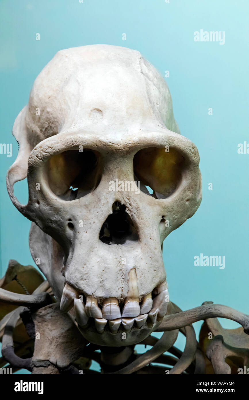 Cranio di scimpanzé, 30075737 Foto Stock