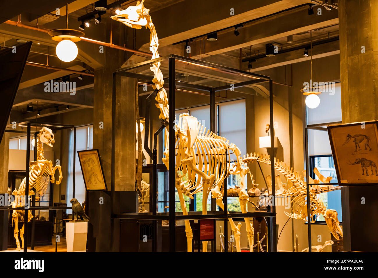 Giappone, Honshu, Tokyo, Marunouchi, Kitte Edificio, Intermediatheque Museum, display di scheletri di animali, 30076102 Foto Stock