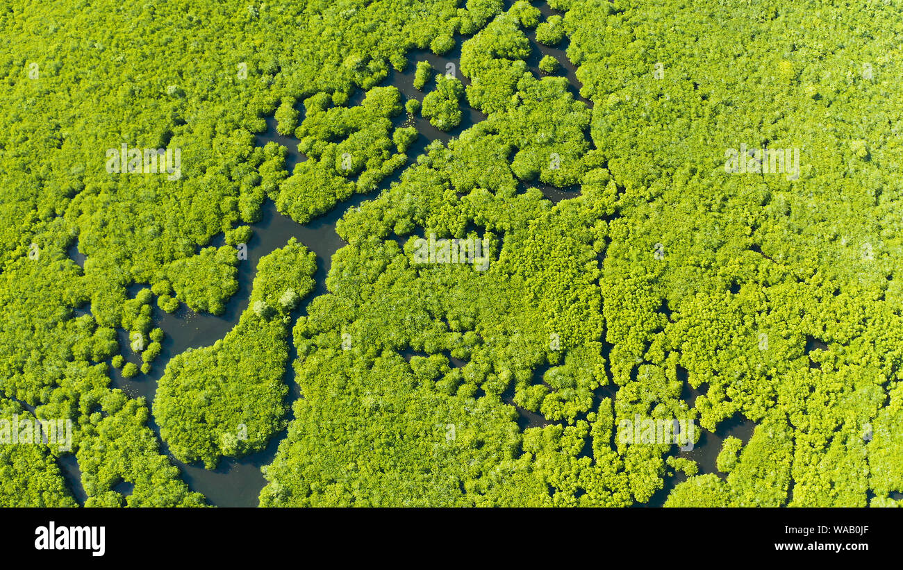 Mangrove Foreste verdi con i fiumi e i canali su un isola tropicale, antenna fuco. Paesaggio di mangrovie. Foto Stock