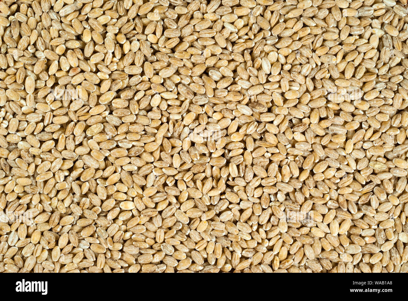 Background e texture - orzo perlato grano Foto Stock