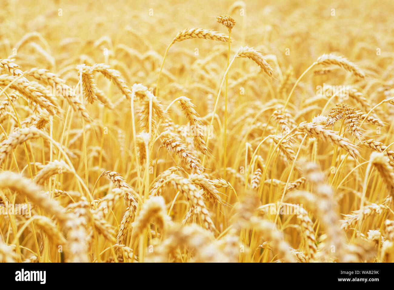 Spighe di grano maturo. Lo sfondo da colture, primo piano Foto Stock