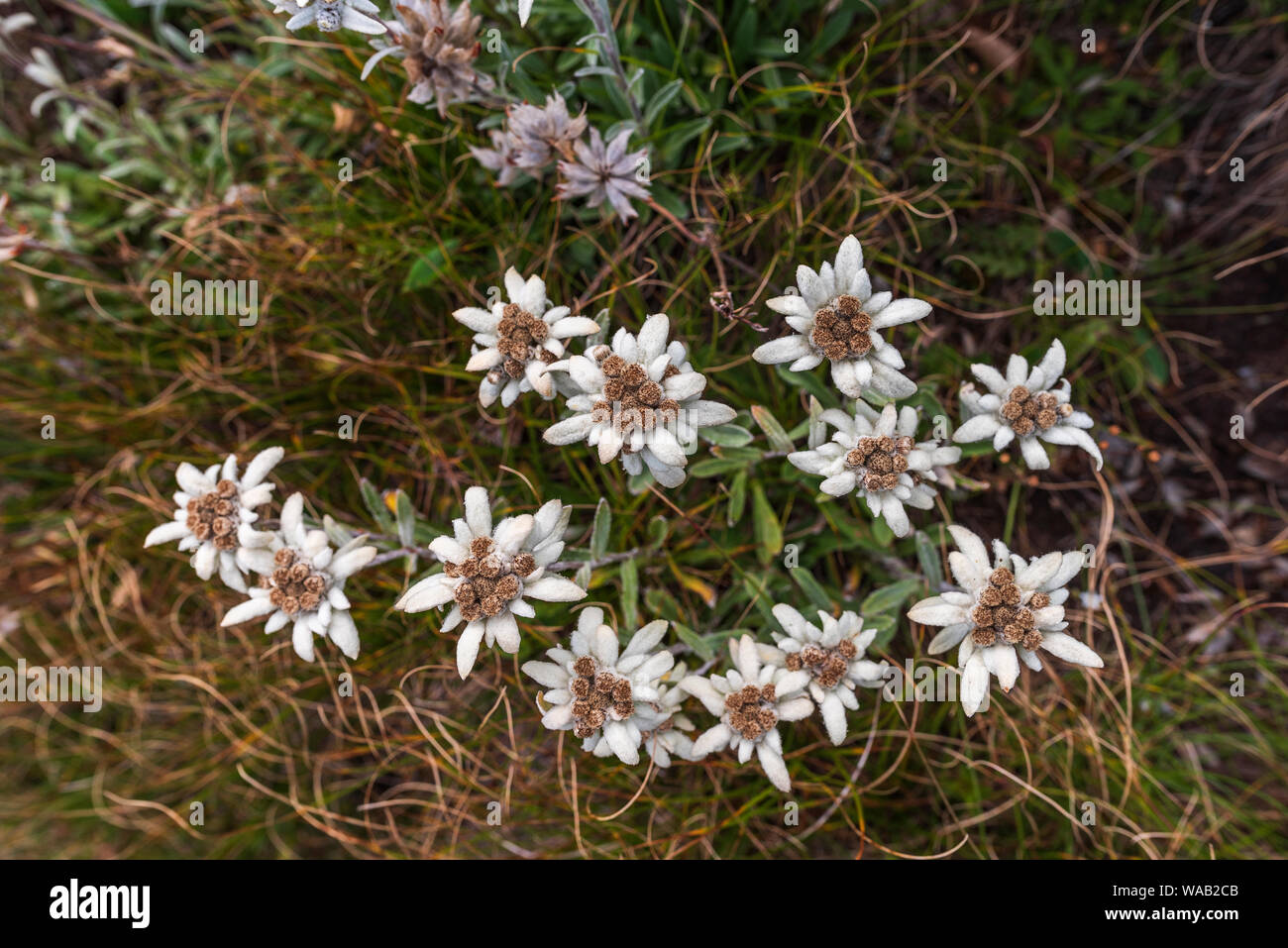 Leontopodium nivale, comunemente chiamato Edelweiss - famoso protetto di fiori di montagna Foto Stock