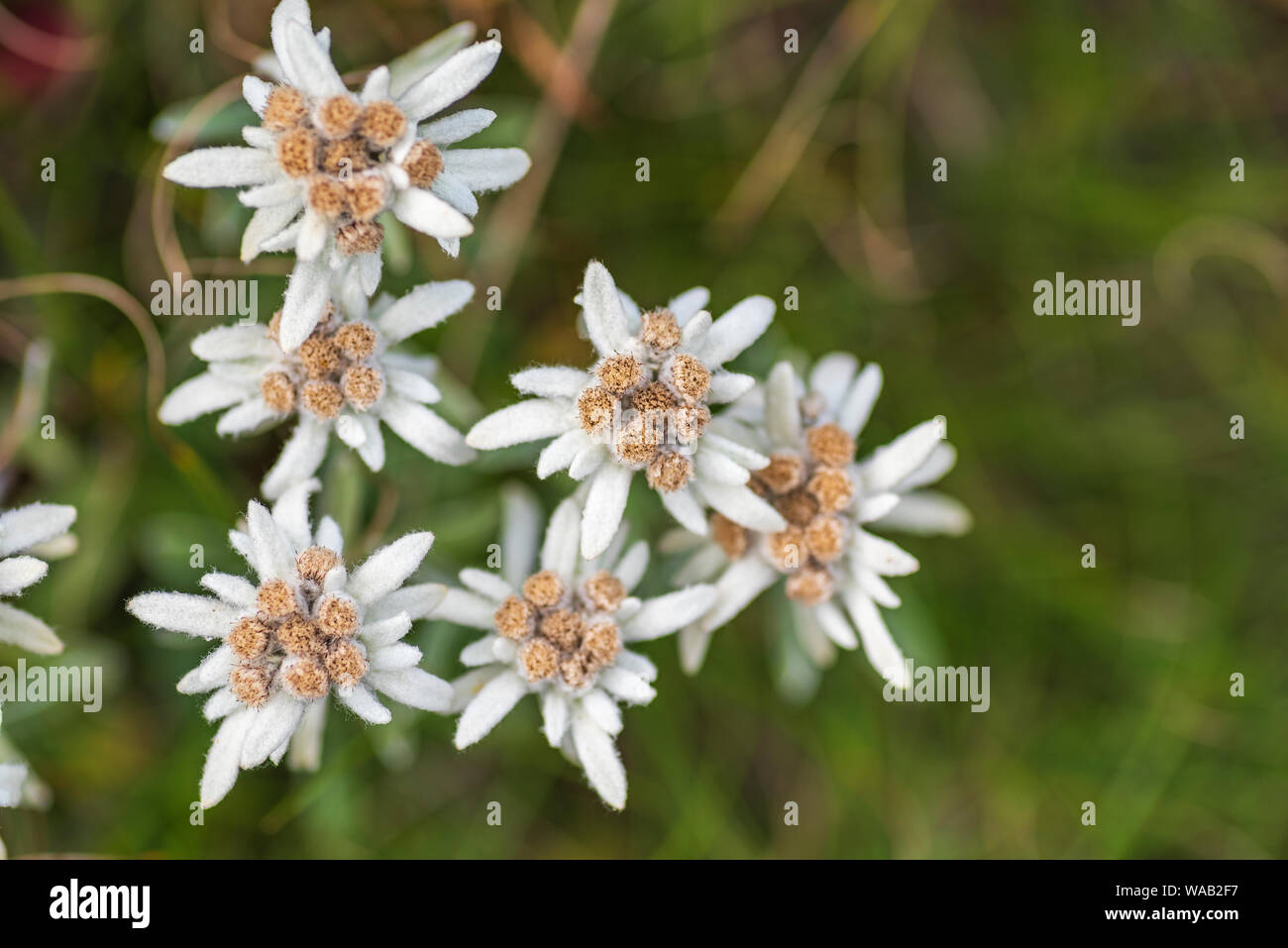 Leontopodium nivale, comunemente chiamato Edelweiss - famoso protetto di fiori di montagna Foto Stock